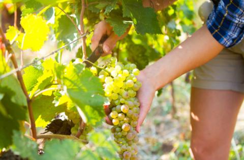 Sandomierz – wizyta w winnicy i degustacja wina - 2 dni